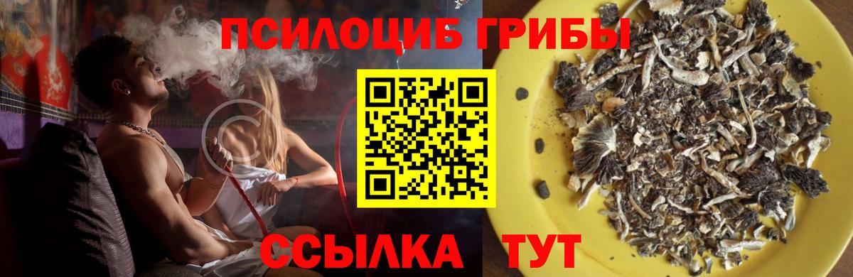 Мурманск  Галлюциногенные грибы Cubensis  Вход с VPN 